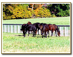 Horse Fencing